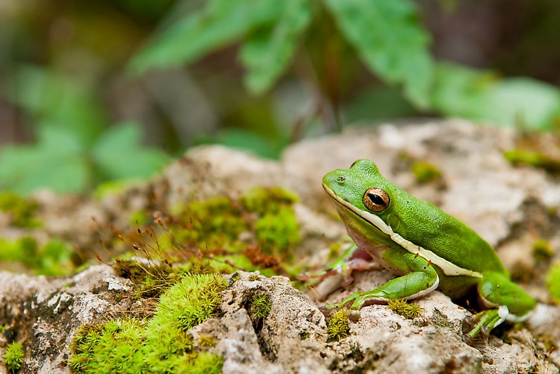 The green treefrog, the state amphibian of Louisiana. 