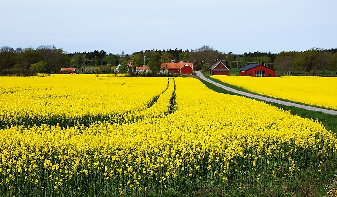 Rapeseed field on Oland Island, Sweden. 