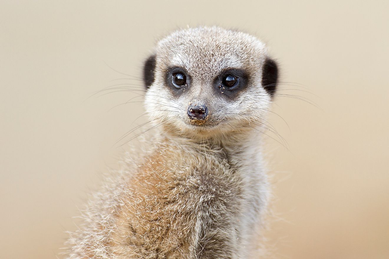 A meerkat spotter watching a bird of prey. Image credit: GoWildPhotography/Shutterstock.com