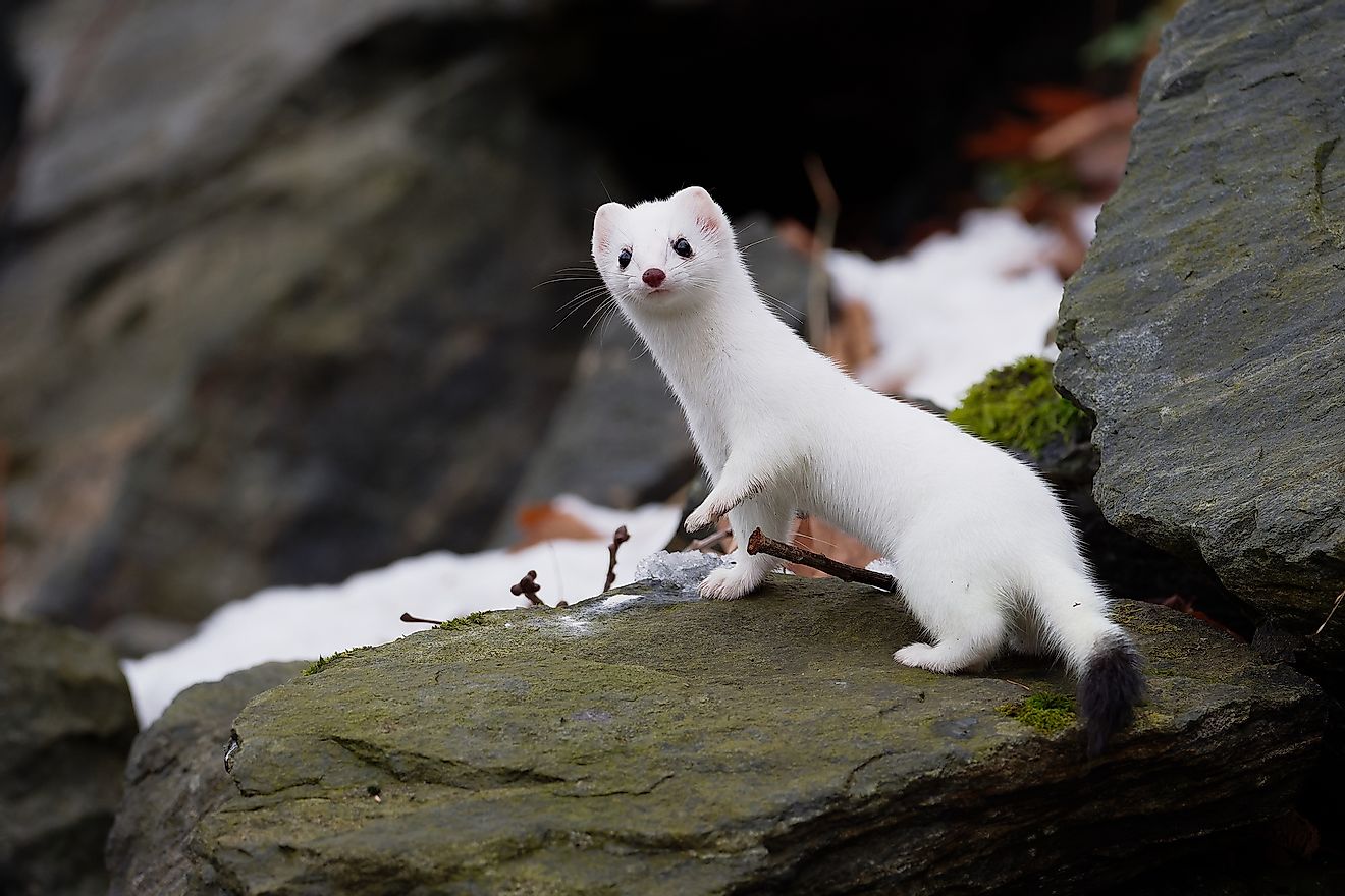The stoat in its winter coat.
