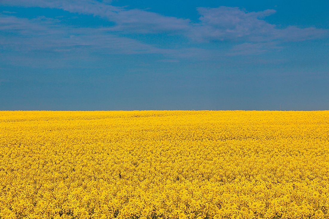 Ukrainian crops that mimic the appearance of the flag of Ukraine. 