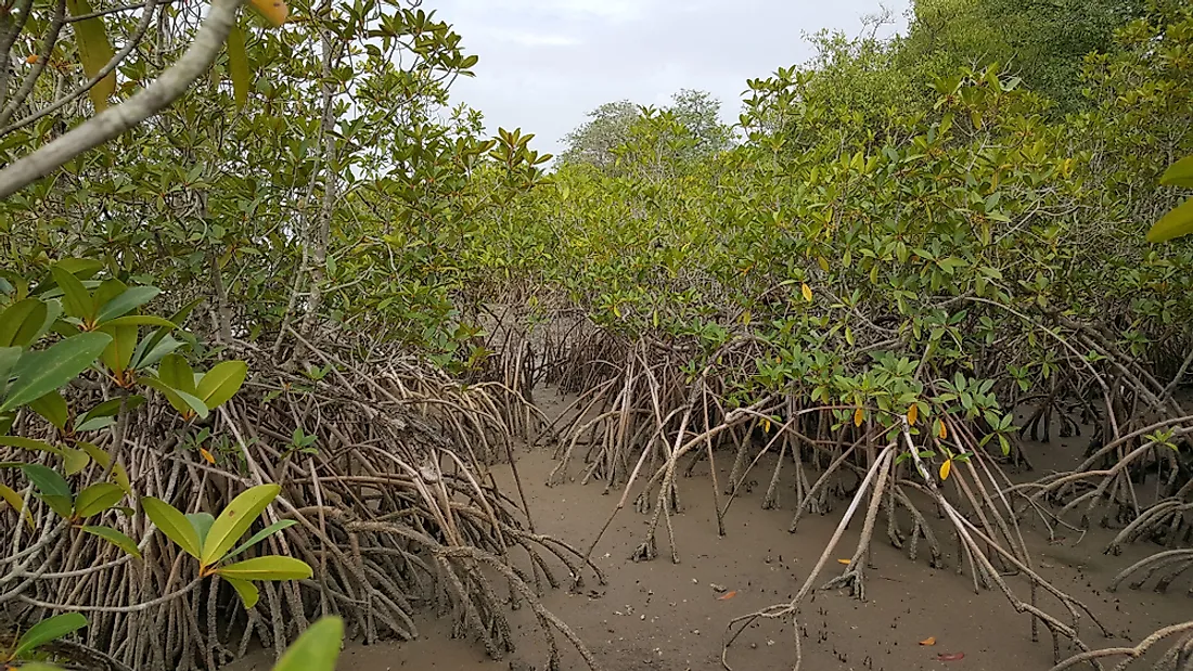 Kiang West National Park in the Gambia. 