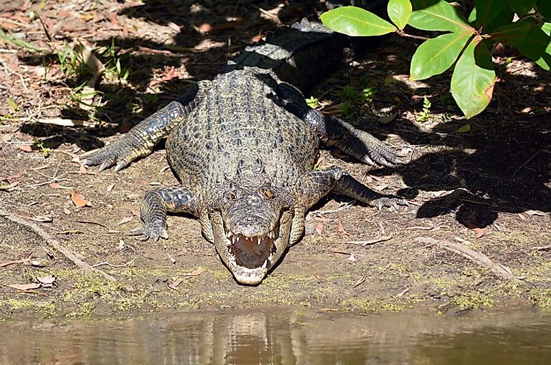 A Saltwater Crocodile along the water's edge in Queensland, Australia, one of the further south regions of the species' habitat range.