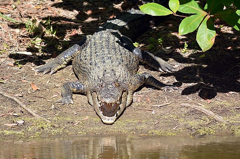 The Largest Reptiles in the World - WorldAtlas