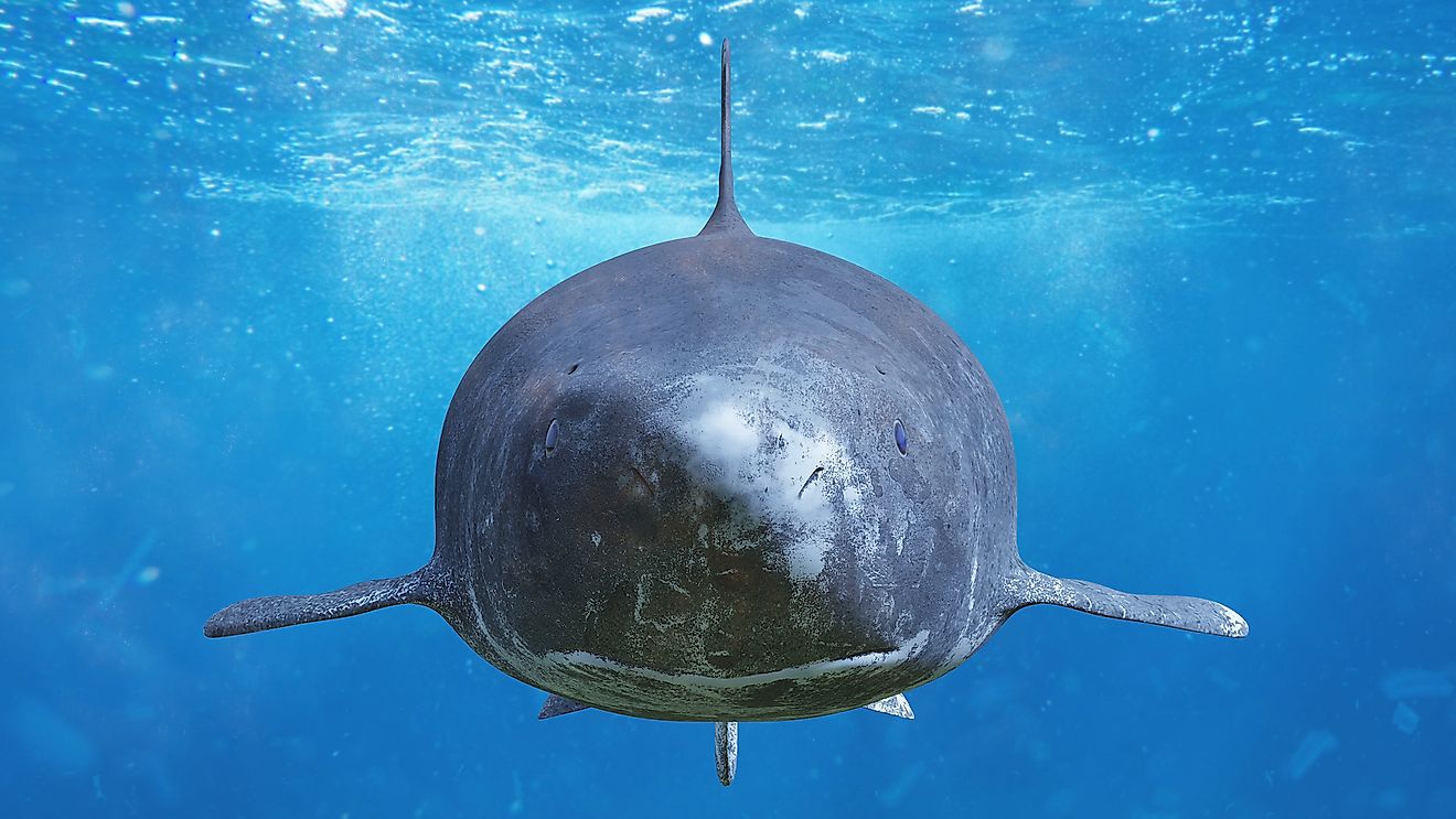  Greenland shark. Image credit: Dotted Yeti/Shutterstock.com