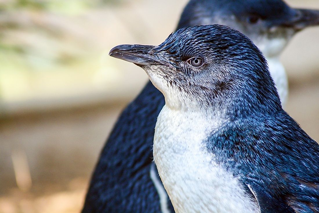 Little blue penguin. 