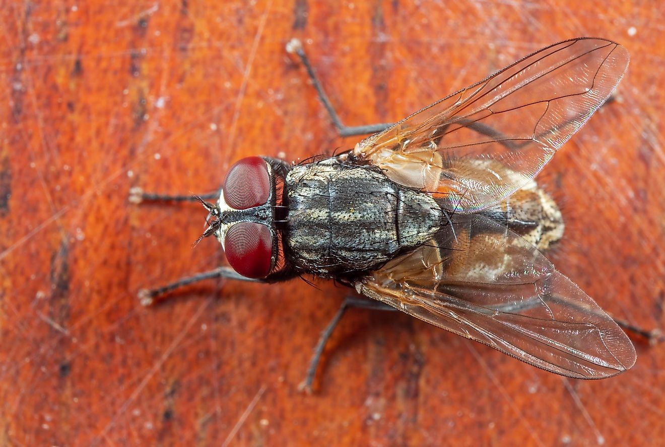 A housefly.
