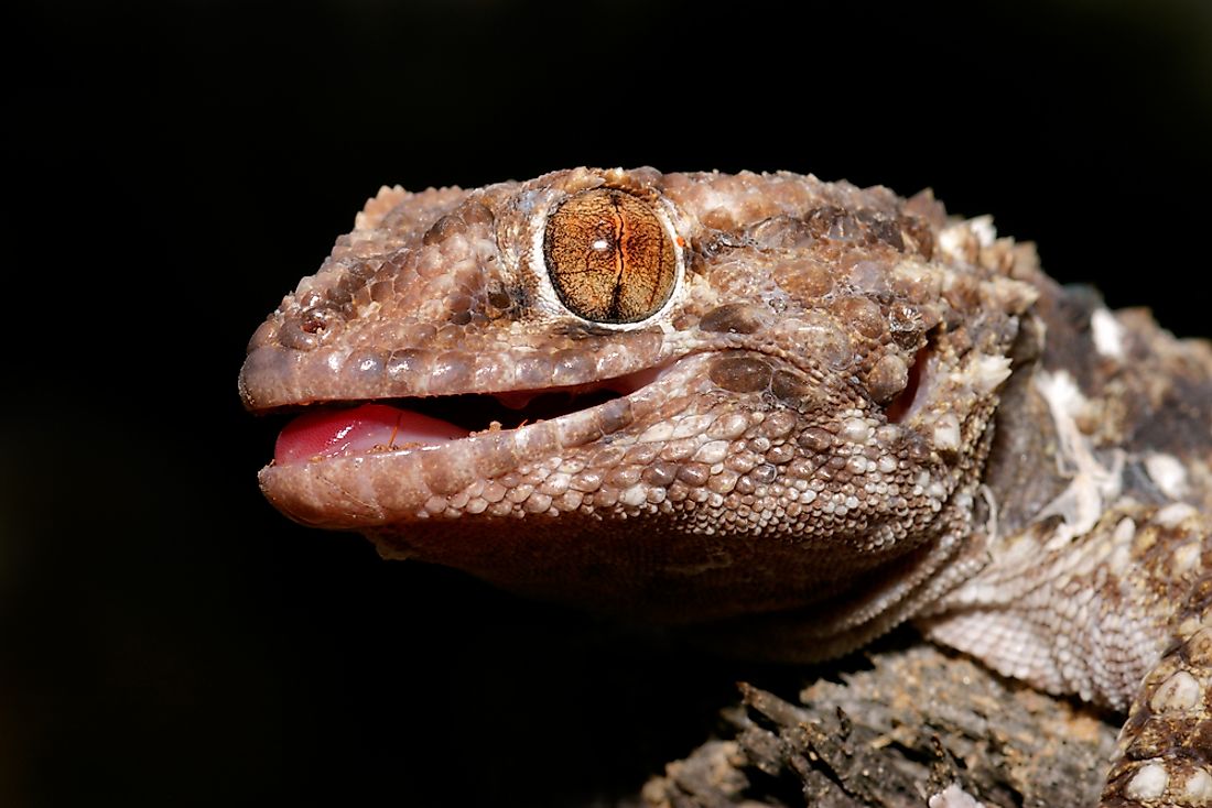 The Bibron's gecko can be found throughout Southern Africa, including Namibia. 