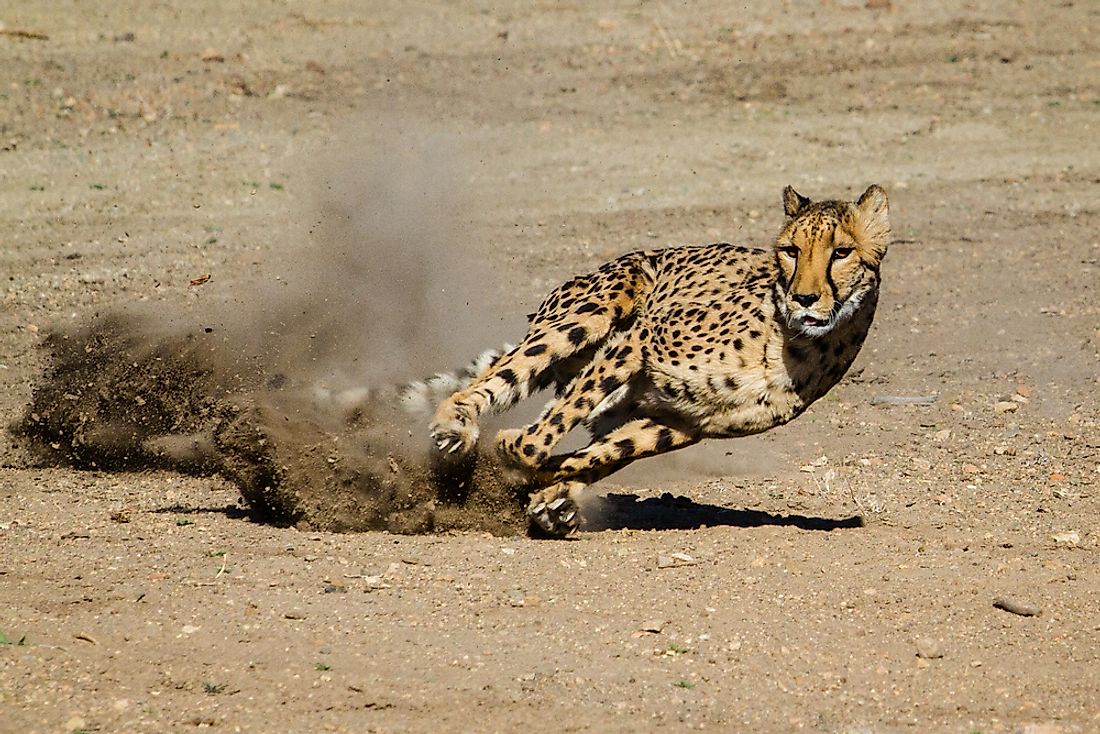 Cheetahs can run at an astonishing speed. 