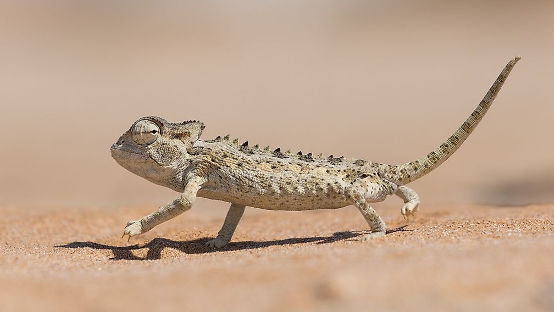 A Namaqua Chameleon.