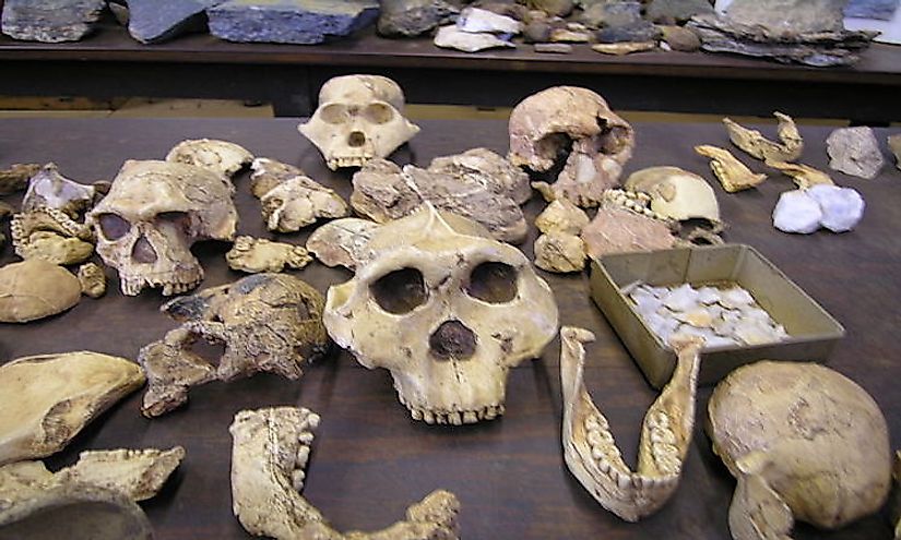 Fossil Hominid Sites of South Africa