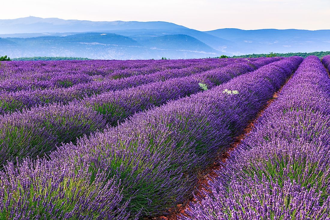 During lavender season, the majestic lavender fields of Provence are covered in purple blossoms.