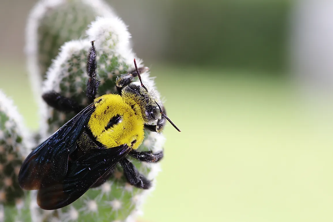 Despite their small sizes and short lifespans, Cactus bees are integral components of many North American desert habitats.