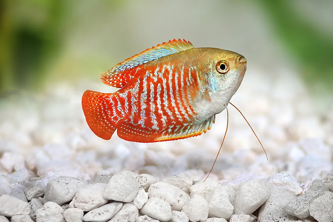 A dwarf gourami. 