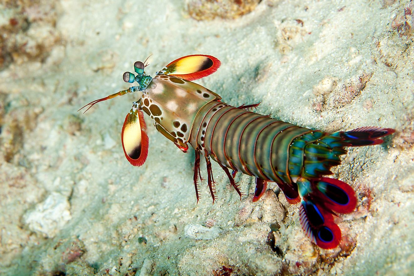 Peacock Mantis shrimp. Image credit: Gerald Robert Fischer/Shutterstock.com