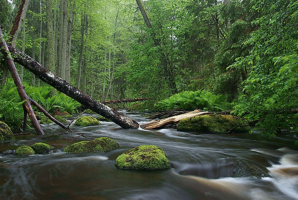 The picturesque landscape of the ​Lahemaa National Park in Estonia.