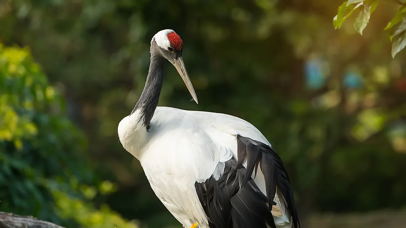 A Japanese crane.