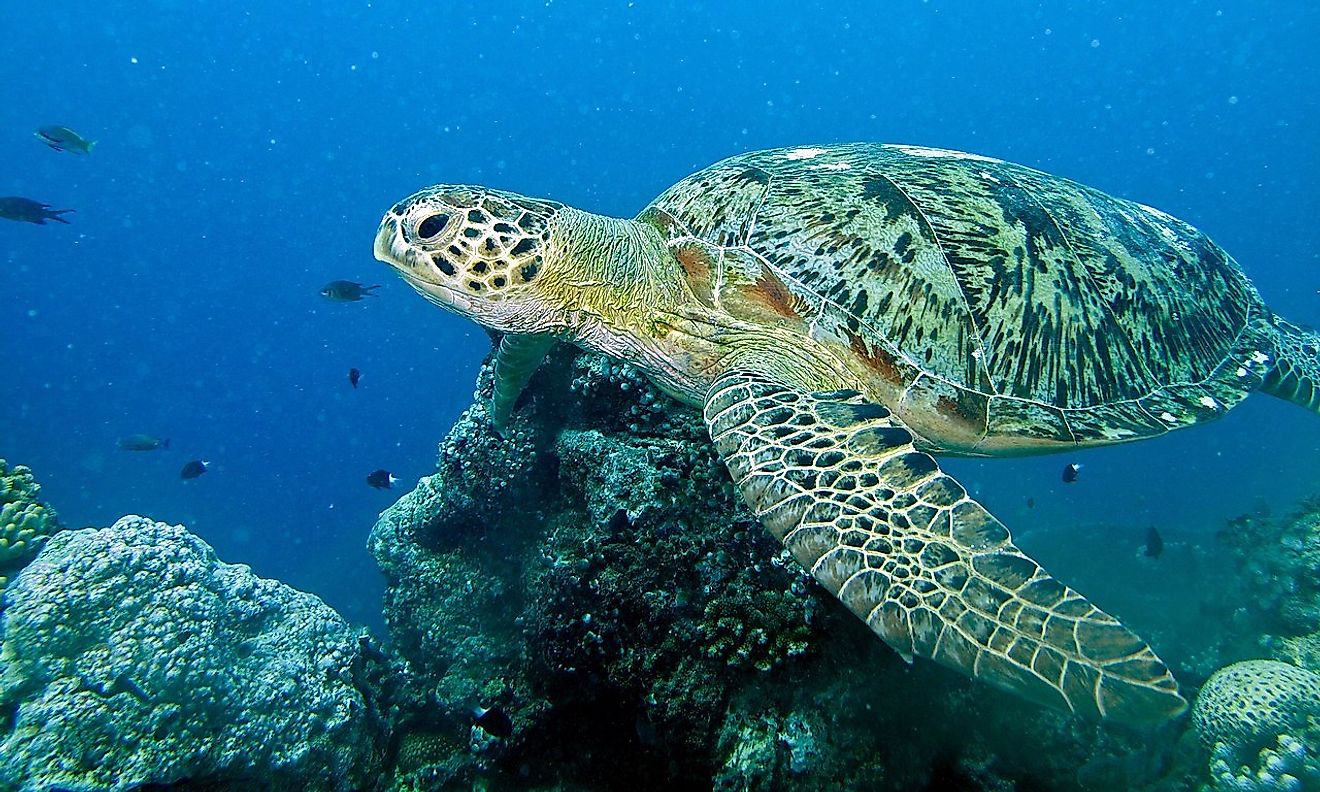 A green sea turtle in Pulau Sipadan, Sabah, Malaysia. Image credit: Bernard Dupont/Wikimedia.org