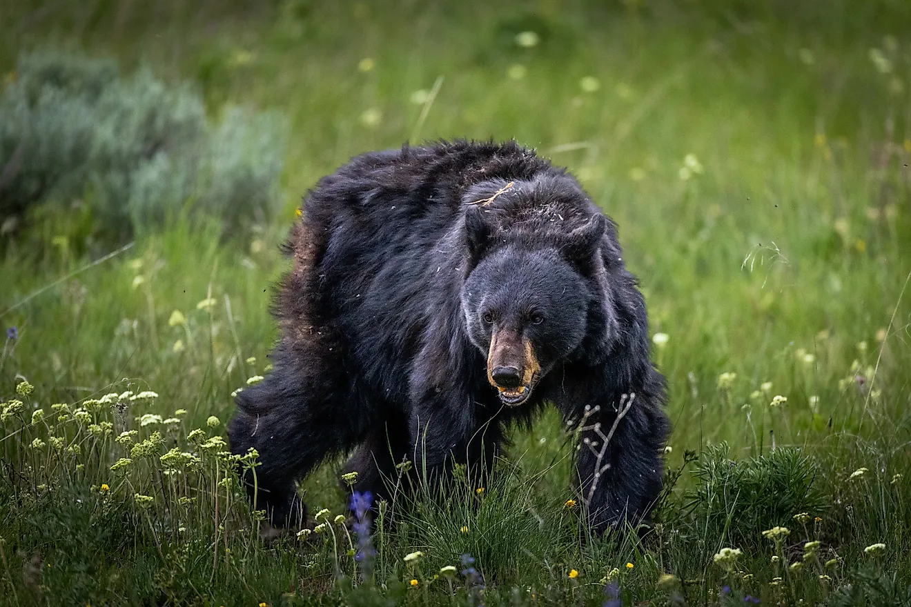 A big black bear in Yellowstone National Park