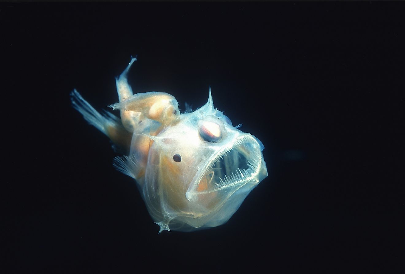 Deep Sea Anglerfish. Image credit: Neil Bromhall/Shutterstock.com