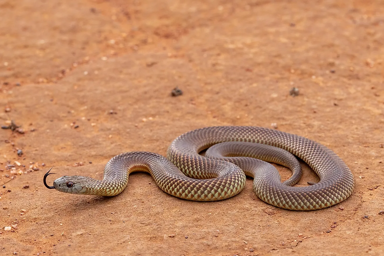 A mulga snake (Pseudechis australis)