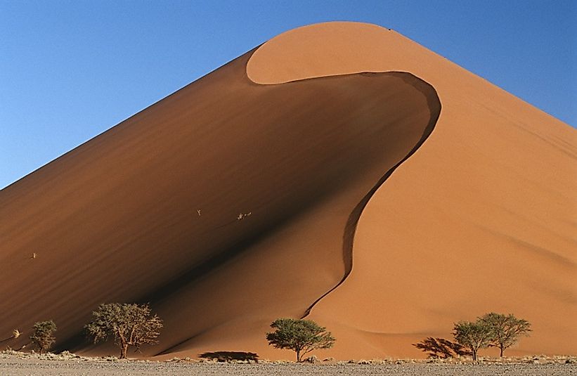 A giant sand dune dwarfs desert trees in Namibia.