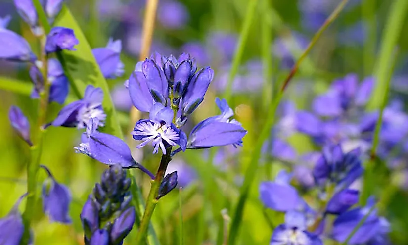 Milkwort (Polygala irregularis)