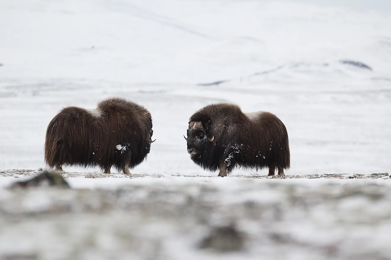 Musk-ox pair in winter in Norge, Dovrefjell Nation Park. Via Shutterstock / Zoltan Katona.