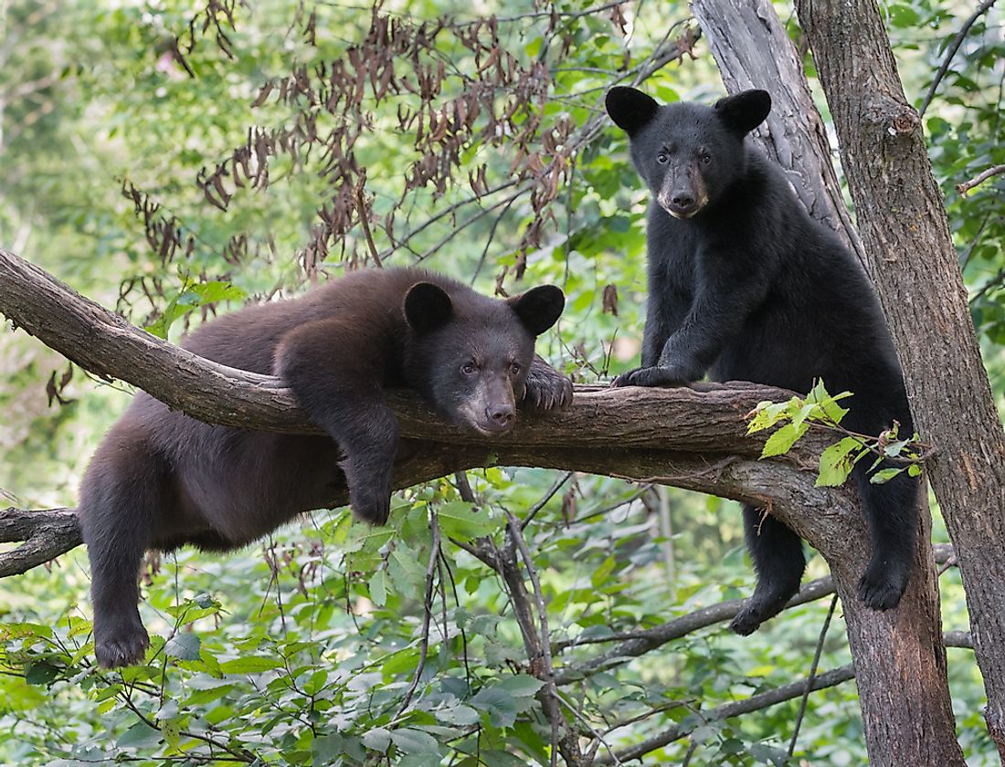 Black bear cubs in a tree.