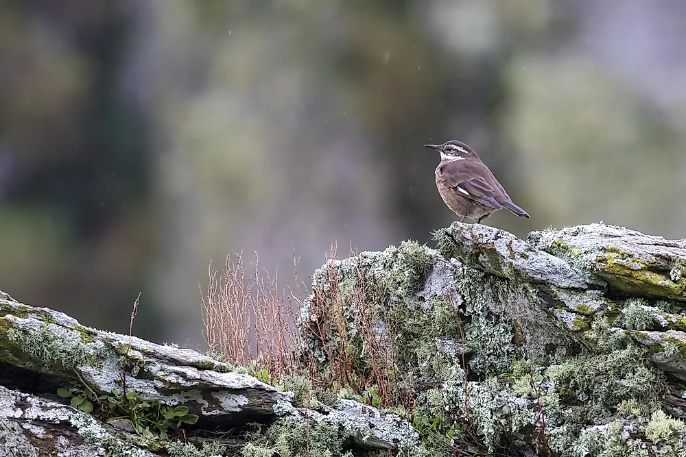 An Olrog's Cinclodes in Argentina. 