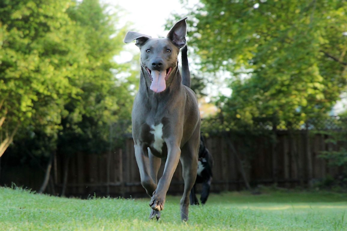 The blue lacy is considered a "true Texas breed" and the official state dog.