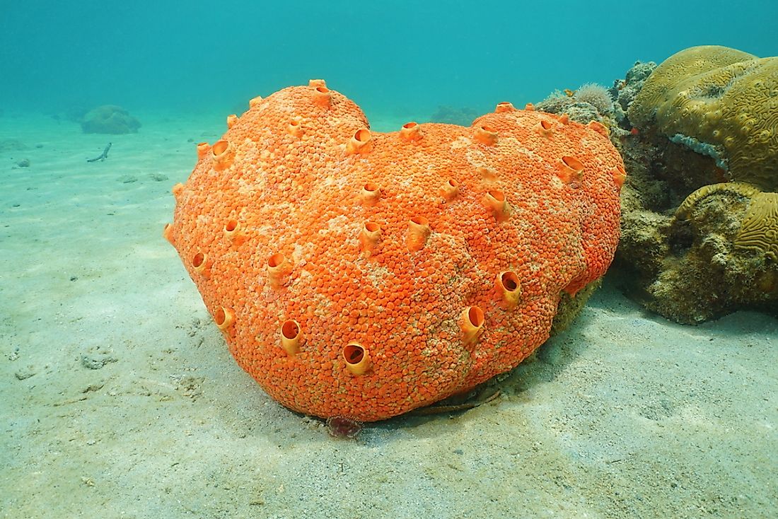 Sea sponges are an example of benthic animals. 