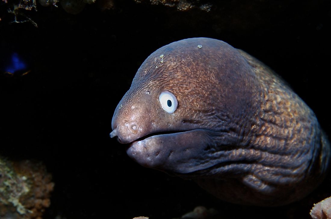 A moray eel in the Philippines. 