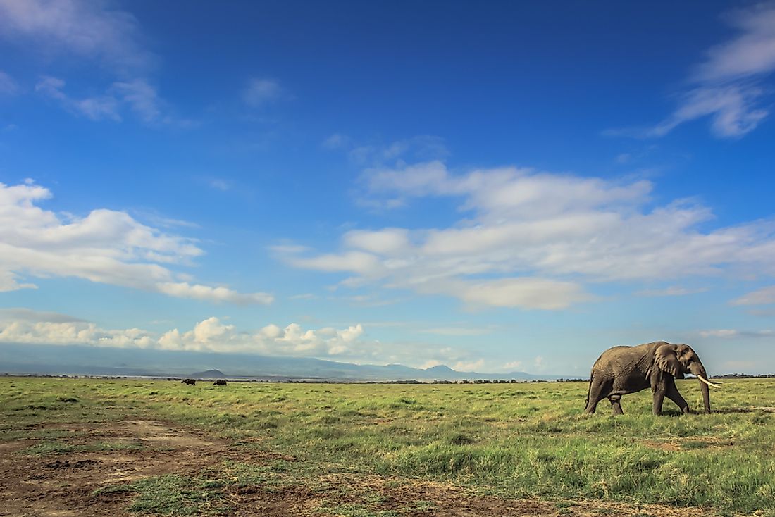 An elephant on the African plain. 
