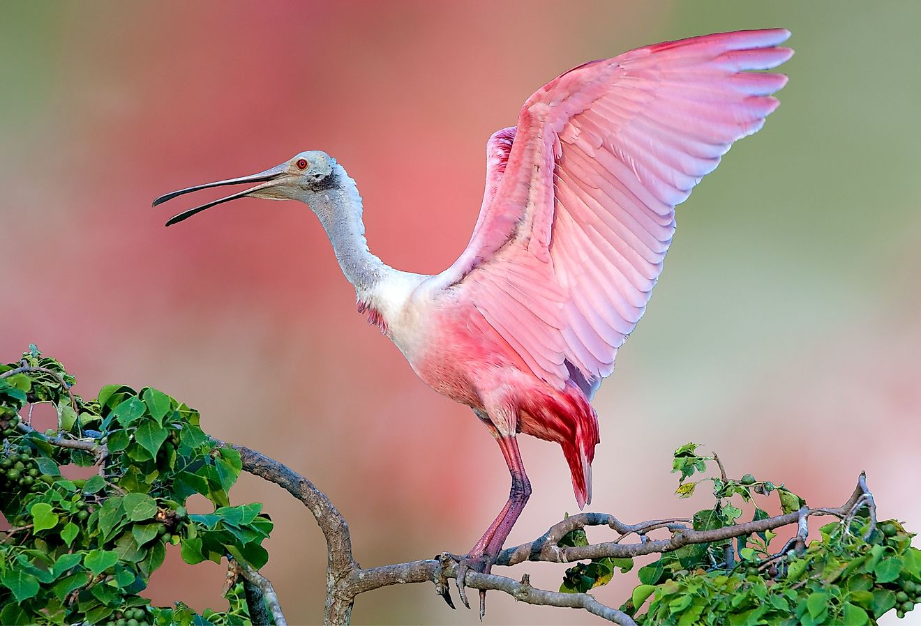 Roseate Spoonbill with wings outstretched.