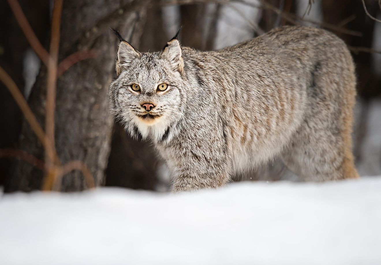 A Canadian lynx.