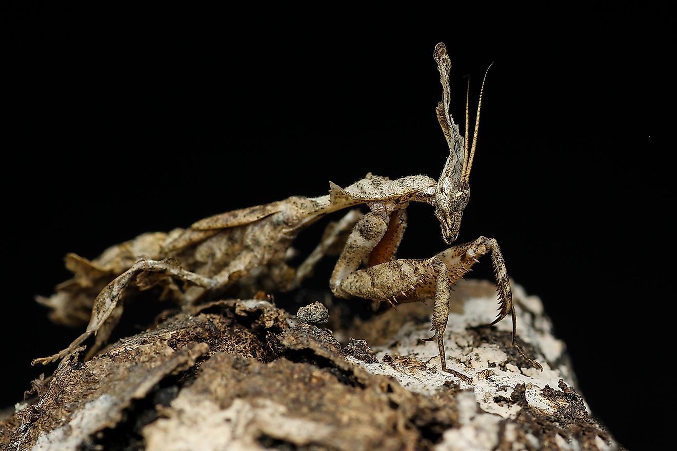 This type of mantis lives in Africa and Madagascar, and it successfully changes its looks to the surrounding trees and leaves.  