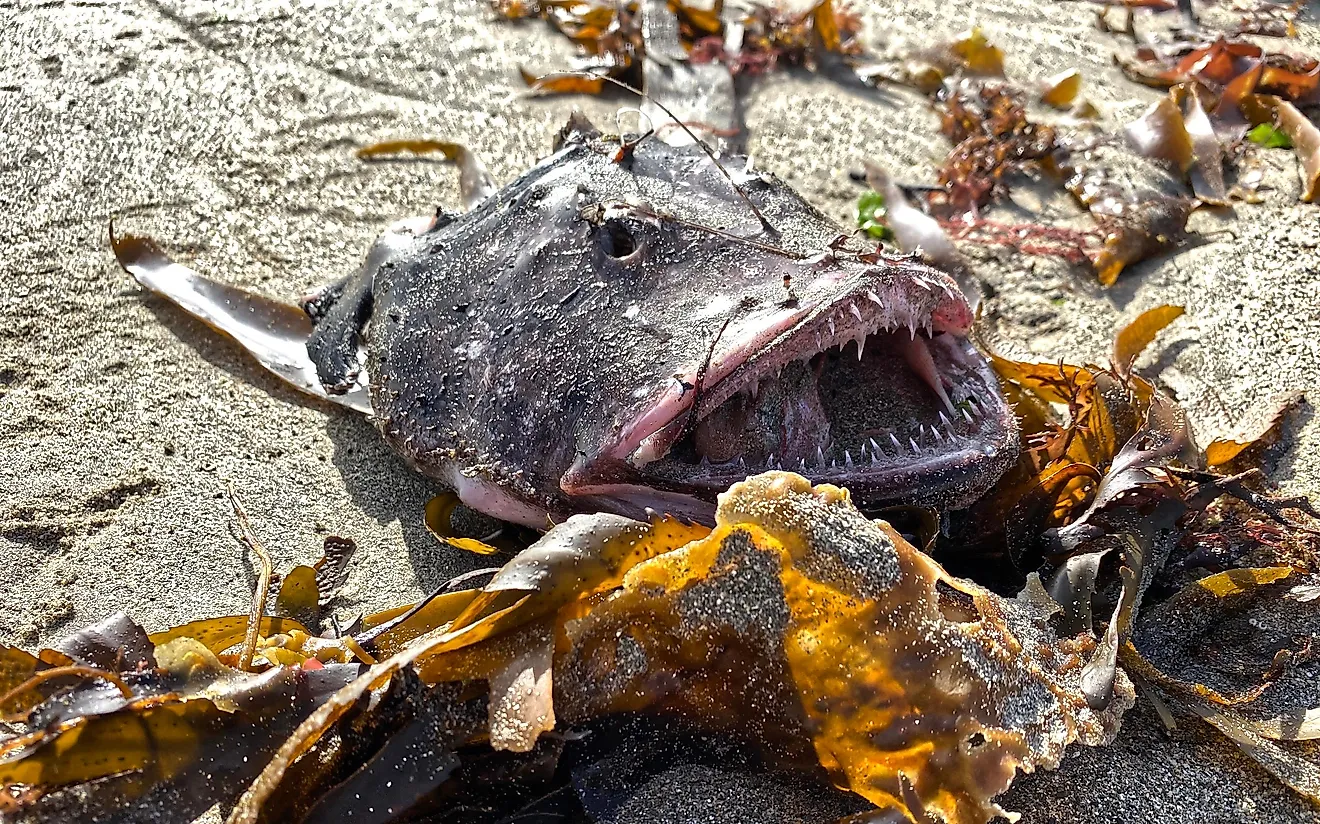 Certain subspecies of the anglerfish are starting to be recognized by Greenpeace, and added to their red list.