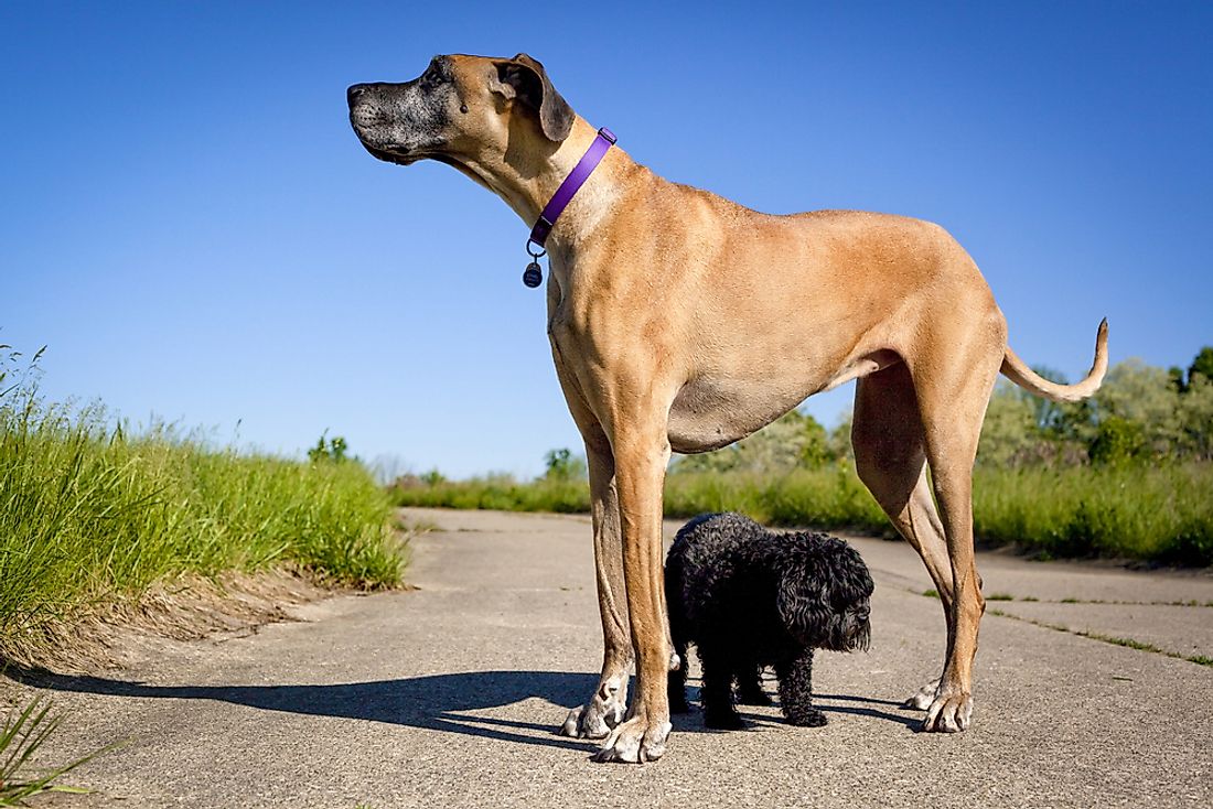 Great Danes are one of the tallest breeds of dogs. 