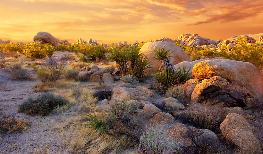 Joshua Tree National Park in the Mojave Desert.