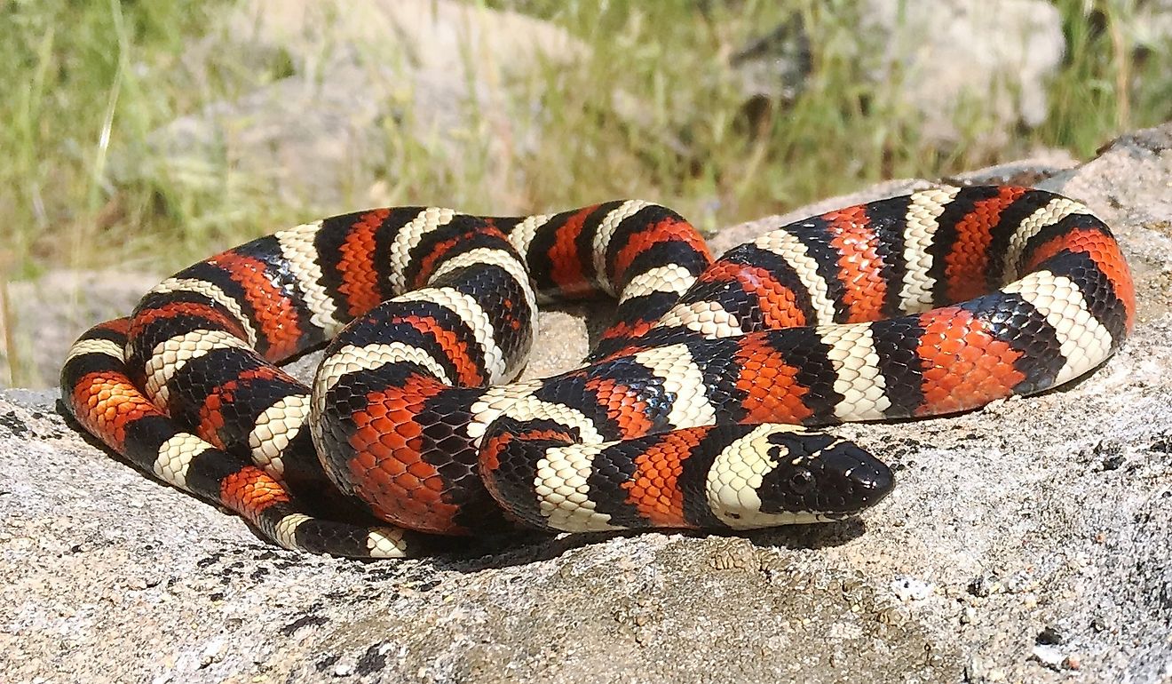 California Mountain Kingsnake, Lampropeltis zonata (multicincta), in its rocky mountain habitat.