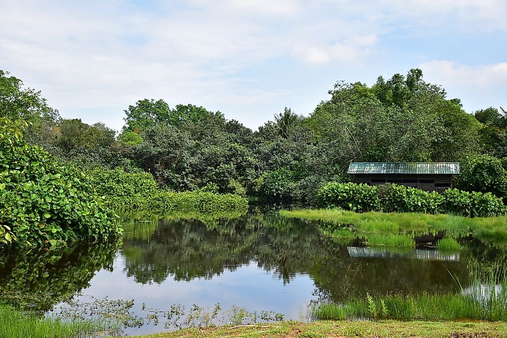 Sungei Buloh Wetland Reserve, Singapore.