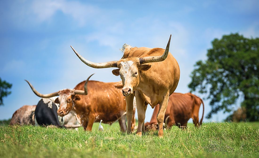 Cattle grazing in Texas.