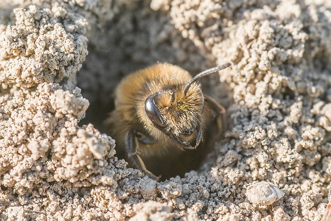 Different Types Of Underground Bees