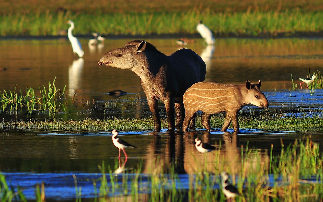 Tapir female and baby