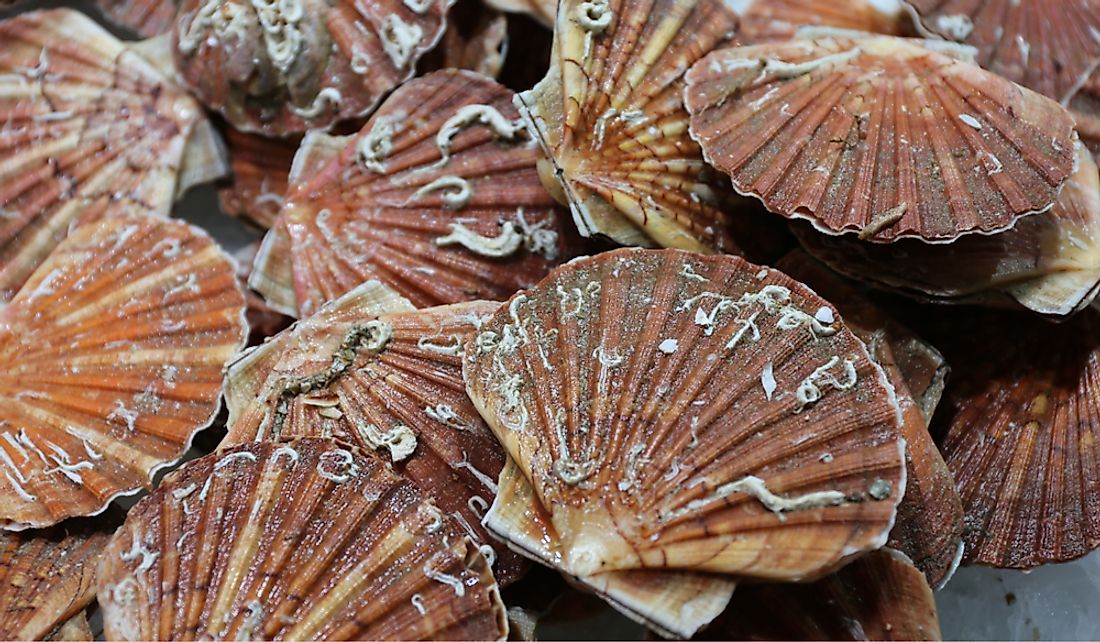 Scallops are fished and exported in large quantities.