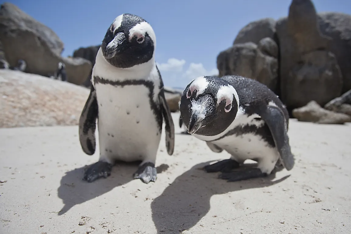 Penguins are members of the Spheniscidae family, an order of flightless birds that live in the southern hemisphere.