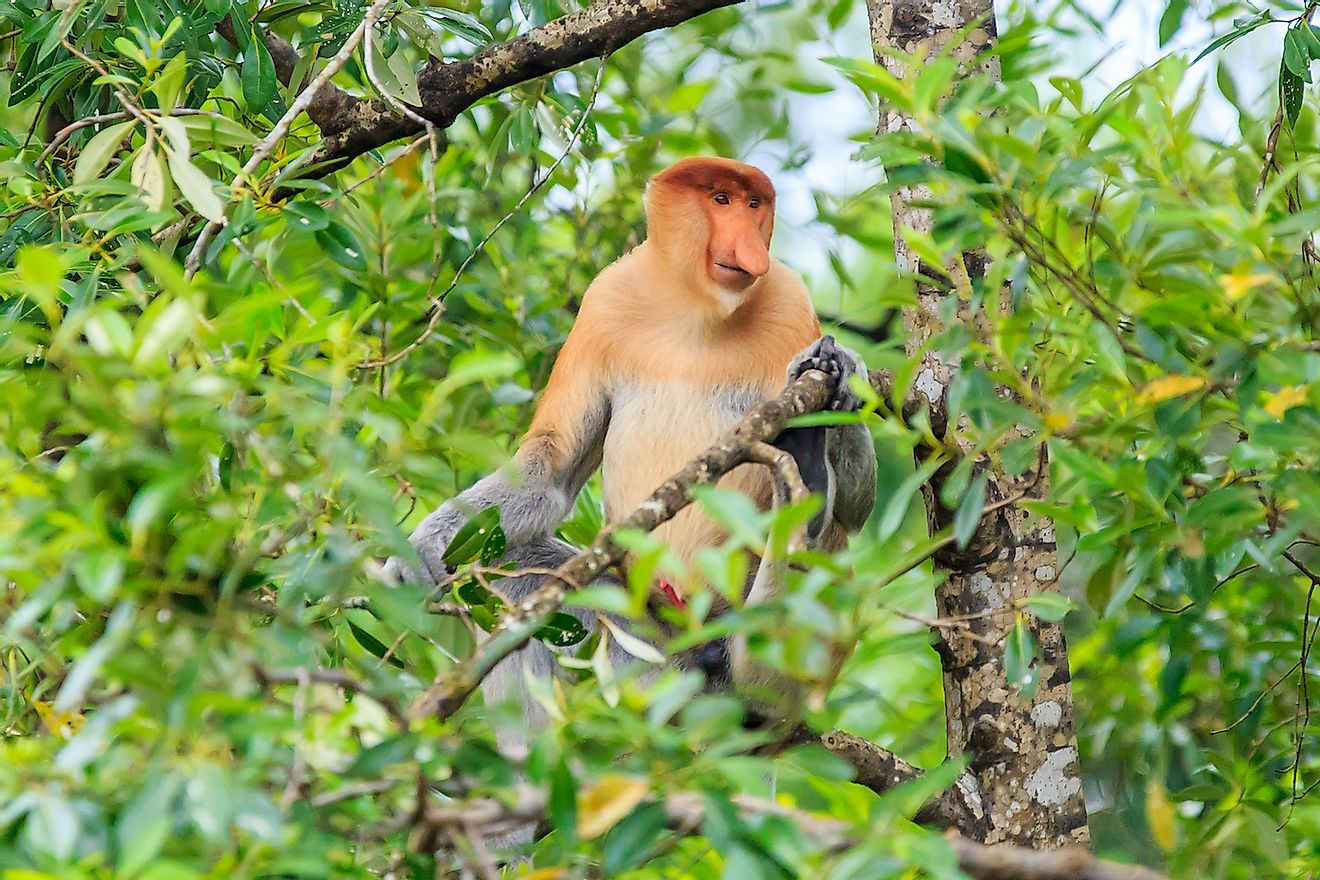 A Proboscis monkey.Image credit: Yusnizam Yusof/Shutterstock.com