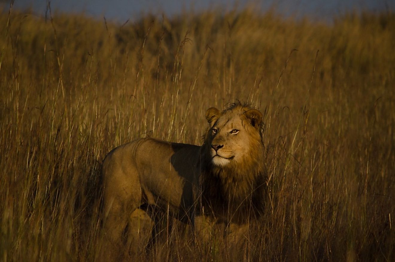 The lion "Shy" who was successfully desnared by the conservation team in the Kafue National Park. Image credit: Jonah Gula