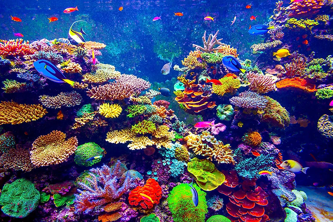 Oldest Aquariums in the United States - WorldAtlas